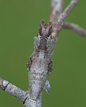 Giant Swallowtail chrysalis